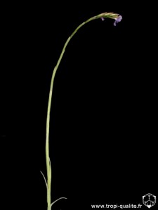 Tillandsia arhiza inflorescence (cliquez pour agrandir)
