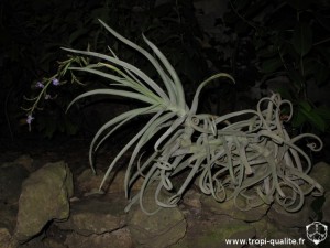 Tillandsia duratii var. saxatilis (cliquez pour agrandir)