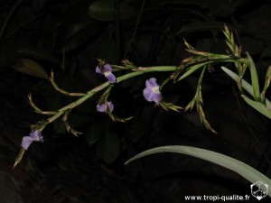 Tillandsia duratii var. saxatilis inflorescence (cliquez pour agrandir)