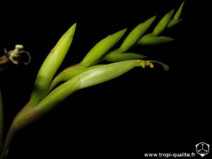 Tillandsia fresnilloensis fleur (cliquez pour agrandir) tillandsia_fresnilloensis_fleur