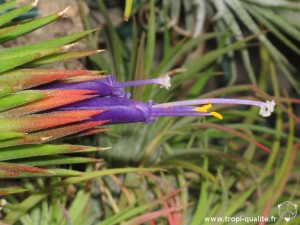 Floraison Tillandsia ionantha var. ionantha spécimen #2 (forme inconnue) fleur (cliquez pour agrandir)