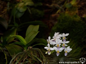 Floraison Phalaenopsis equestris 'Wanchio Blue' (cliquez pour agrandir)