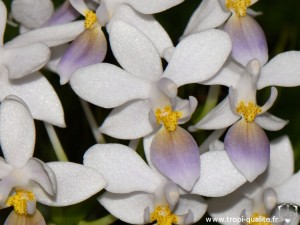 Floraison Phalaenopsis equestris 'Wanchio Blue' fleur (cliquez pour agrandir)