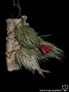 Tillandsia kautskyi (cliquez pour agrandir)