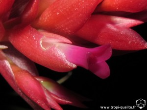 Tillandsia kautskyi fleur (cliquez pour agrandir)