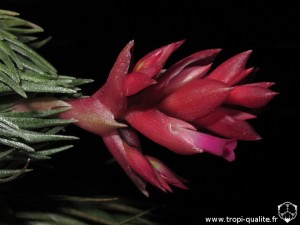 Tillandsia kautskyi inflorescence (cliquez pour agrandir)