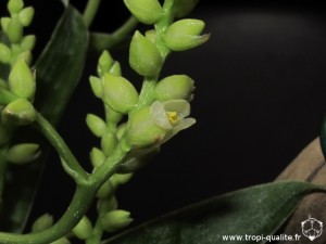 Catopsis morreniana fleur (cliquez pour agrandir)