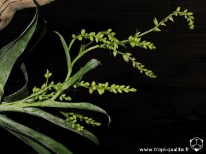 Catopsis morreniana inflorescence (cliquez pour agrandir)