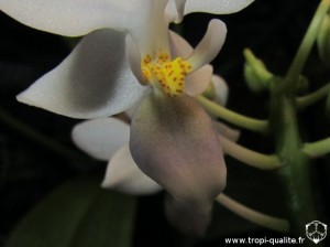 Floraison Phalaenopsis equestris 'Wanchio Blue' labelle (cliquez pour agrandir)