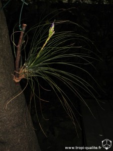 Tillandsia 'Juncifolia' 2013 (cliquez pour agrandir)
