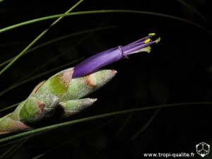 Tillandsia 'Juncifolia' fleur (cliquez pour agrandir) Tillandsia 'Juncifolia' fleur (cliquez pour agrandir)