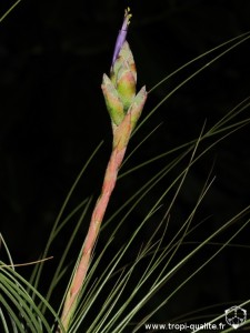 Tillandsia 'Juncifolia' inflorescence (cliquez pour agrandir) Tillandsia 'Juncifolia' inflorescence (cliquez pour agrandir)