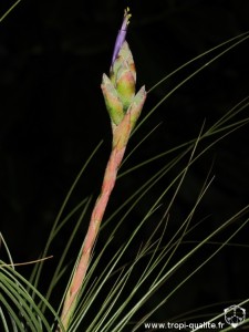 Tillandsia 'Juncifolia' inflorescence (cliquez pour agrandir)