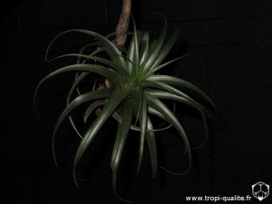Tillandsia schreiteri (cliquez pour agrandir)
