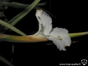 Tillandsia xiphioides fleur (cliquez pour agrandir)