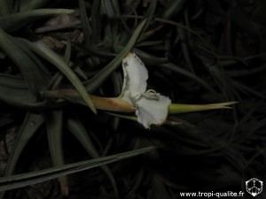 Tillandsia xiphioides inflorescence (cliquez pour agrandir)