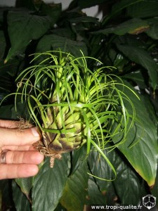 Vriesea correia-araujoi (cliquez pour agrandir)