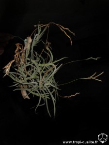 Floraison Tillandsia myosura (cliquez pour agrandir)