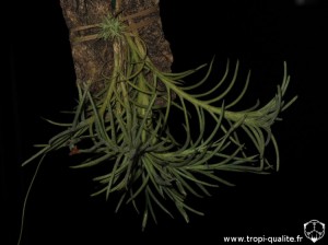 Floraison Tillandsia capillaris spécimen #4 (cliquez pour agrandir)