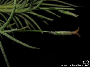 Tillandsia capillaris spécimen #4 (forma virescens = T. virescens) inflorescence (cliquez pour agrandir)