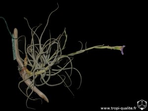 Floraison Tillandsia grao-mogulensis (cliquez pour agrandir)