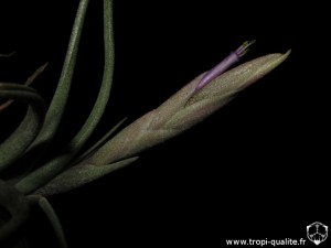 Tillandsia intermedia spécimen #1 inflorescence (cliquez pour agrandir)