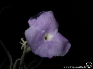 Tillandsia grao-mogulensis fleur (cliquez pour agrandir)