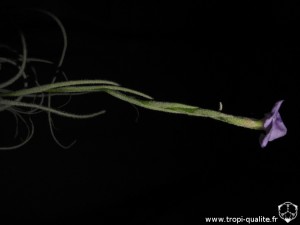 Tillandsia grao-mogulensis inflorescence (cliquez pour agrandir)