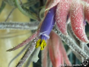 Tillandsia pruinosa fleur (cliquez pour agrandir)