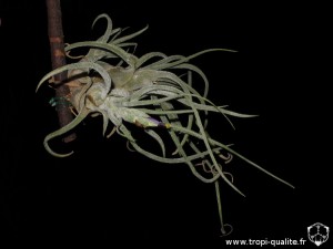 Floraison Tillandsia pruinosa forme Colombienne (cliquez pour agrandir)