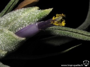 Tillandsia pruinosa forme Colombienne fleur (cliquez pour agrandir)