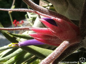 Tillandsia pruinosa inflorescence (cliquez pour agrandir)
