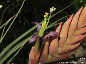 Floraison Vriesea barclayana fleur (cliquez pour agrandir)