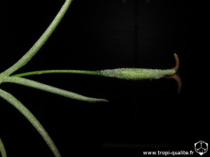 Tillandsia virescens inflorescense (cliquez pour agrandir)