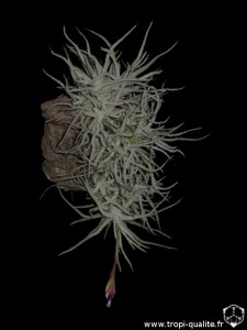 Floraison Tillandsia chusgonensis (cliquez pour agrandir)