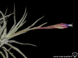 Tillandsia chusgonensis inflorescence (cliquez pour agrandir)