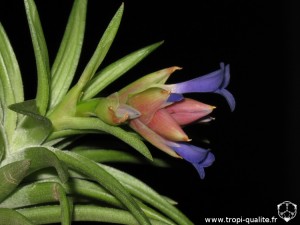 Tillandsia neglecta spécimen #2 inflorescence (cliquez pour agrandir)