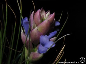 Tillandsia seideliana fleur (cliquez pour agrandir)