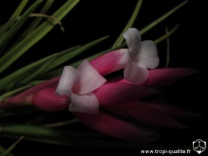 Floraison Tillandsia tenuifolia spécimen #4 fleur (cliquez pour agrandir)