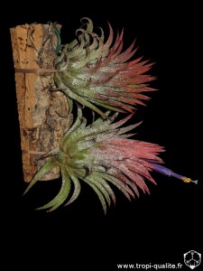 Floraison Tillandsia ionantha var. ionantha spécimen #3 (cliquez pour agrandir)