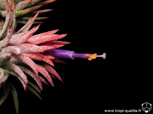 Tillandsia ionantha var. ionantha spécimen #3 fleur (cliquez pour agrandir)
