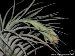 Tillandsia pohliana spécimen #3 inflorescence (cliquez pour agrandir)