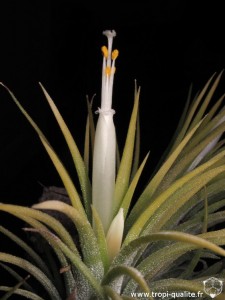 Floraison Tillandsia ionantha 'Druid' fleur (cliquez pour agrandir)