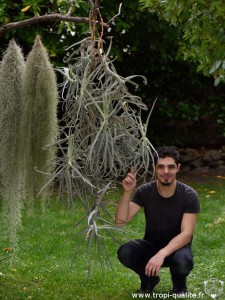 tillandsia_duratii_julien_vigo_2015