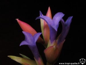 Floraison Tillandsia neglecta spécimen #4 fleur (cliquez pour agrandir)