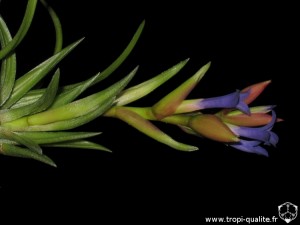 Tillandsia neglecta spécimen #4 inflorescence (cliquez pour agrandir)