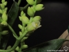 Catopsis morreniana fleur