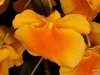Dendrobium aggregatum fleur