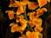 Dendrobium aggregatum inflorescence