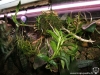 Dendrobium victoria reginae